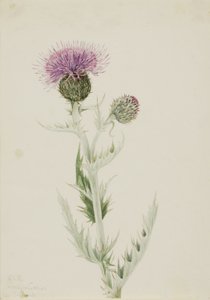 Chardon des prairies (Cirsium undulatum)