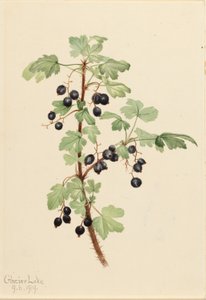 Groseille épineuse (Ribes lacustre) - Mary Vaux Walcott
