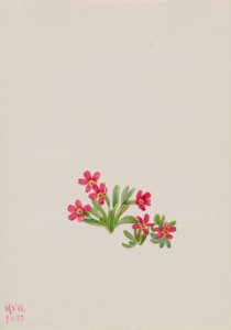 Primevère (Primula angustifolia)
