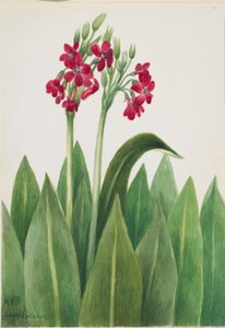 Primevère (Primula parryi) - Mary Vaux Walcott