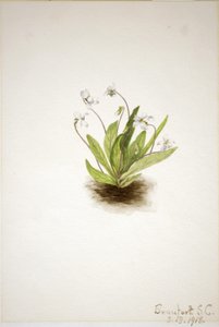 Violette primevère (Viola primulifolia)