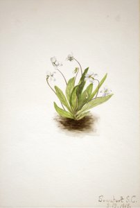 Violette primevère Viola primulifolia, 1918