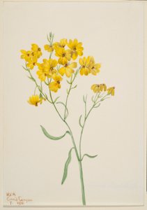 Psilostrophe sparsiflora - Mary Vaux Walcott