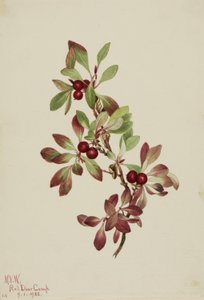 Arctus alpina (Arctous alpina) - Mary Vaux Walcott