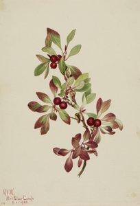 Ptarmiganberry Arctous alpina, 1922 - Mary Vaux Walcott