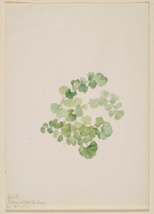 Puccoon (Lithospermum ruderale) - Mary Vaux Walcott