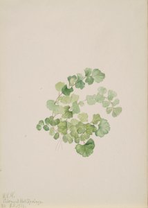Puccoon Lithospermum ruderale, 1923 - Mary Vaux Walcott