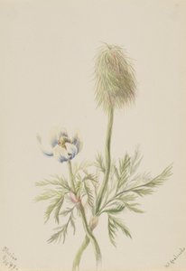 Pulsatilla occidentalis - Mary Vaux Walcott