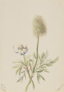 Pulsatilla occidentalis, 1899 - Mary Vaux Walcott