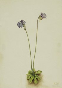 Pinguicule pourpre (Pinguicula elatior)