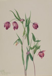 Lanterne féerique violette Calochortus anoenum, 1936 - Mary Vaux Walcott