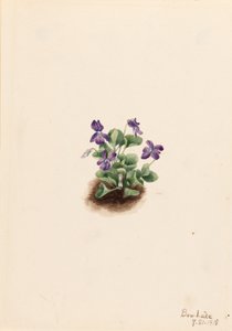 Violette des montagnes (Viola adunca) - Mary Vaux Walcott