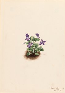Violette des montagnes violettes Viola adunca, 1918 - Mary Vaux Walcott