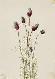 Petalostemon purpureum (Petalostemon purpureum) - Mary Vaux Walcott