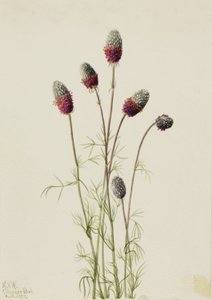 Prairieclover pourpre Petalostemon purpureum, 1927 - Mary Vaux Walcott
