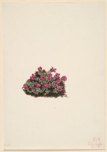 Saxifrage pourpre (Saxifraga oppositifolia)