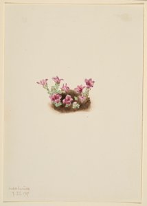 Saxifrage pourpre (Saxifrage oppositifolia) - Mary Vaux Walcott