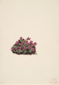 Saxifrage pourpre, 1924