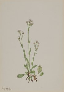 Antennaria racemosa - Mary Vaux Walcott