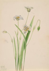 Oreilles de chat Calochortus elegans, 1923 - Mary Vaux Walcott
