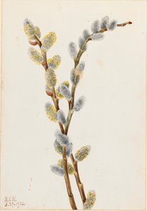 Saule discolore, 1920 - Mary Vaux Walcott