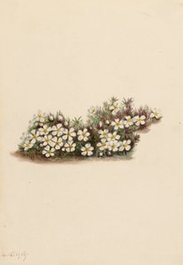 Pyxie Pyxidanthera barbulata
