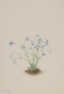 La petite reine (Houstonia caerulea) - Mary Vaux Walcott