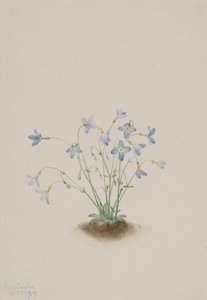 Quakerladies Houstonia caerulea - Mary Vaux Walcott