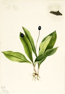 Églantier (Clintonia uniflora) - Mary Vaux Walcott