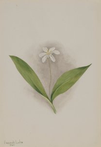 Églantier (Clintonia uniflora) - Mary Vaux Walcott