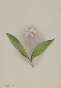 Clintonia uniflora, 1902 - Mary Vaux Walcott