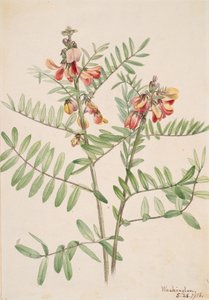 Haricot de Virginie - Mary Vaux Walcott