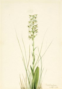 Habenaria lacera (Habenaria lacera) - Mary Vaux Walcott