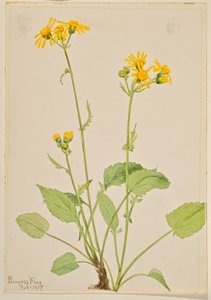 Séneçon jacobée (Senecio burkei) - Mary Vaux Walcott