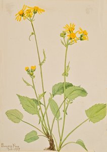 Séneçon de Burke, 1917 - Mary Vaux Walcott