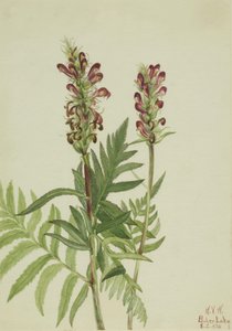 Casque rouge (Pedicularis bracteosa) - Mary Vaux Walcott