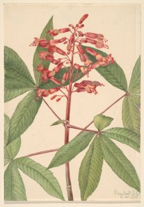 Bourdaine (Aesculus pavia) - Mary Vaux Walcott
