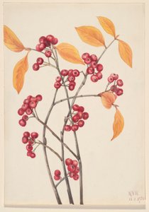 Aronie rouge (Aronia arbutifolia) - Mary Vaux Walcott