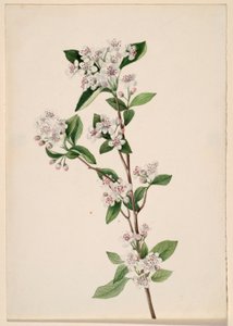 Aronie rouge (Aronia arbutifolia)