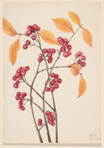 Aronie à feuilles d