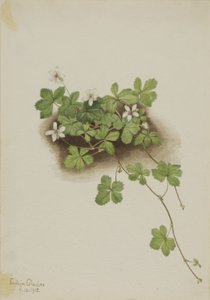 Myrtille rouge (Rubus pedatus) - Mary Vaux Walcott