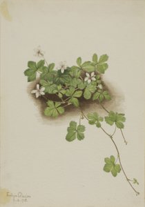 Ronce rouge Rubus pedatus - Mary Vaux Walcott
