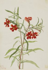Diplaucus puniceus (Diplaucus puniceus) - Mary Vaux Walcott