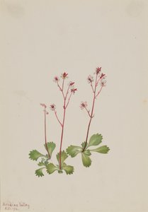 Saxifrage à Tige Rouge Saxifraga lyallii, 1916 - Mary Vaux Walcott