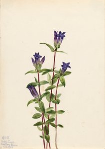 Gentiane des rives Gentiana affinis, 1924