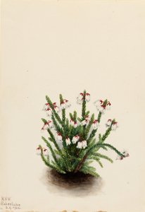 Cassiope des montagnes Rocheuses (Cassiope mertensiana) - Mary Vaux Walcott
