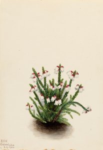 Cassiope des montagnes Rocheuses Cassiope mertensiana, 1924