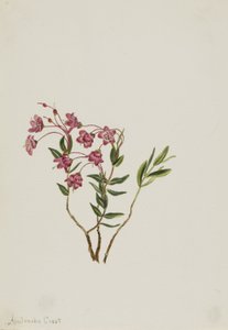 Kalmia des montagnes Rocheuses (Kalmia microphylla) - Mary Vaux Walcott