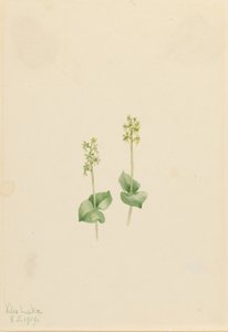 Ophrys des montagnes (Ophrys necrophylla) - Mary Vaux Walcott