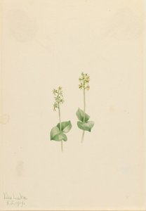 Twayblade des montagnes Rocheuses Ophrys necrophylla, 1919 - Mary Vaux Walcott